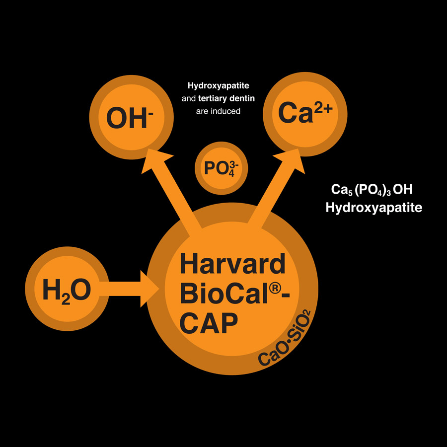Ciment endodontie MTA bioactiv Harvard Biocal-Cap 1ml